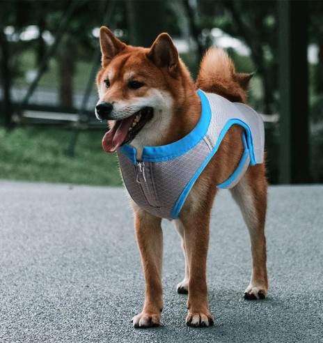 Jahutusvest koerale (AFP - Chill Out)