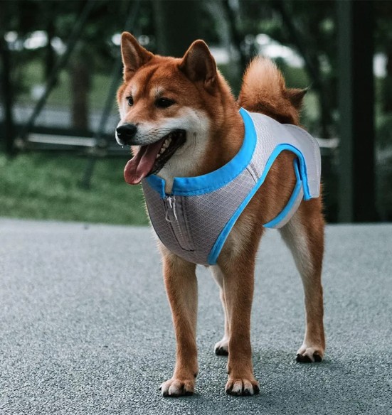 Jahutusvest koerale (AFP - Chill Out)