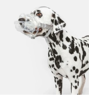 Kassi kaelarihm kollane, Classic Yellow (Red Dingo)–Kaelarihmad–Red Dingo–Valgekihv 2