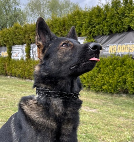 Ошейник с шипами и силиконовыми наконечниками,...