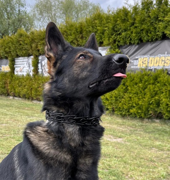 Ошейник с шипами и силиконовыми наконечниками, чёрный (Dingo Gear)