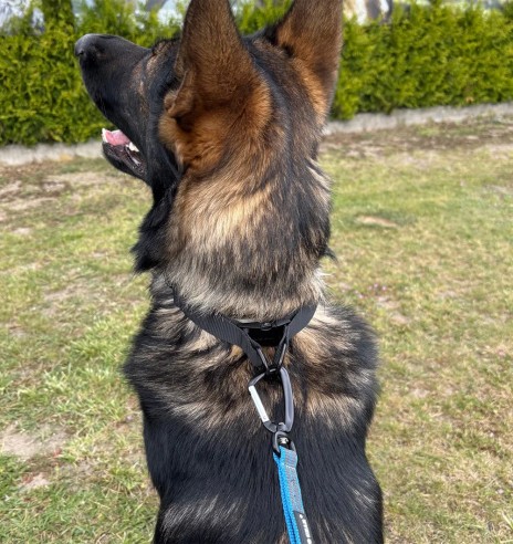 Ogakaelarihm silikoonist otsakatetega, must...