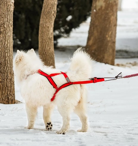 Шлейка ездовая спортивная, чёрная (VPETBR-H1)