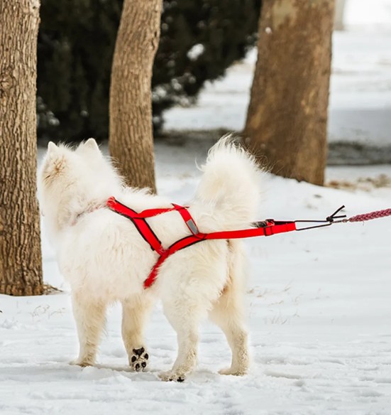 Шлейка ездовая спортивная, чёрная (VPETBR-H1)