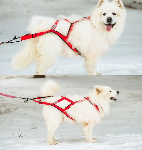 Koera veotraksid, must (VPETBR-H1)