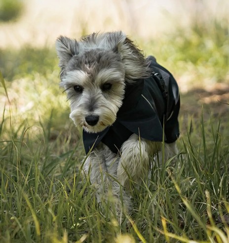 Koera vihmajope torusalliga, must (VPETBR-R53)