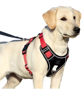 Шлейка для собак с мягкой подкладкой, серая с белыми буквами Grey Letters (Dogness Elegant Printing) – Шлейки на подкладке – Dogness – Valgekihv 2