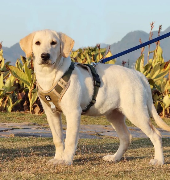 Прочные шлейки для собаки, с мягкой подкладкой, хаки (VPETBR-H3)