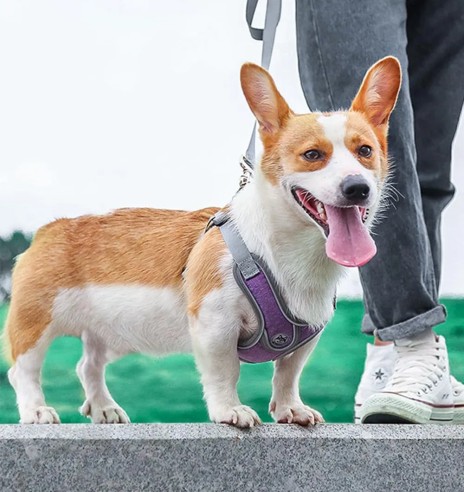 Traksid väikesele ja keskmisele koerale või...