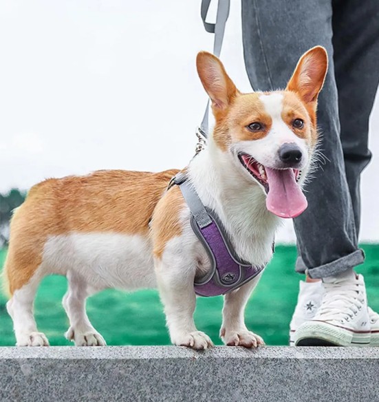 Traksid väikesele ja keskmisele koerale või kassile, lilla-hall (VPETBR Super)