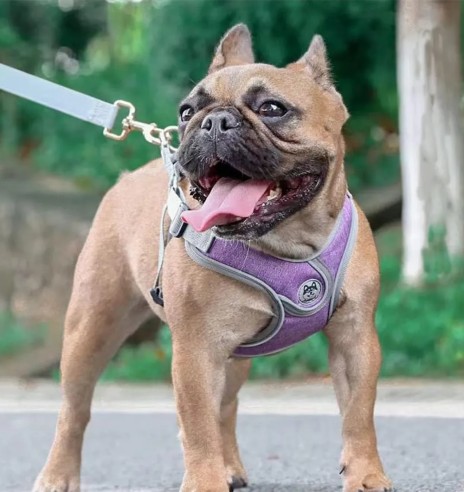 Traksid väikesele ja keskmisele koerale või...