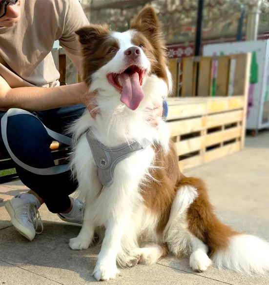 Traksid väikesele ja keskmisele koerale või kassile, hall (VPETBR Super)