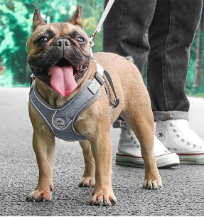 Traksid koerale vooderdatud Padded Harness Purple (Red Dingo)–Pehmendusega–Red Dingo–Valgekihv 2