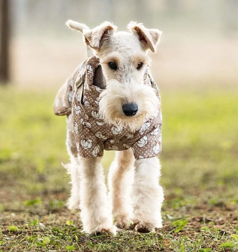 Зимняя куртка для собак с шлейкой, бежевая - с...