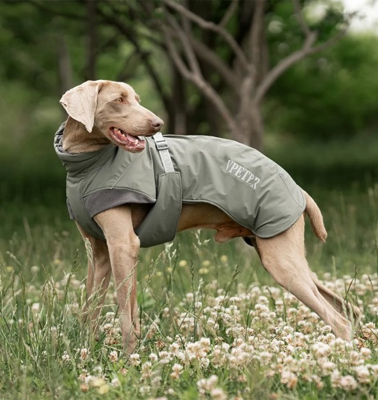 Koera talvejope, roheline (VPETBR-D117)