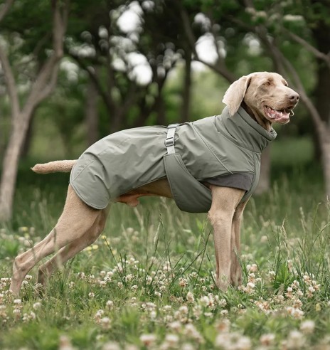 Koera talvejope, roheline (VPETBR-D117)