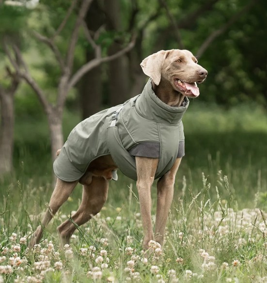 Koera talvejope, roheline (VPETBR-D117)