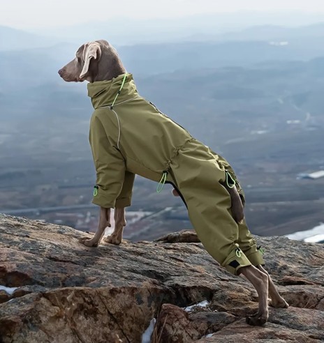 Koera jope fliisvoodriga, pikad sääred,...