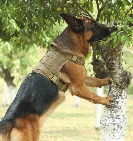 Taktikalised traksid koerale, rohekaspruun...