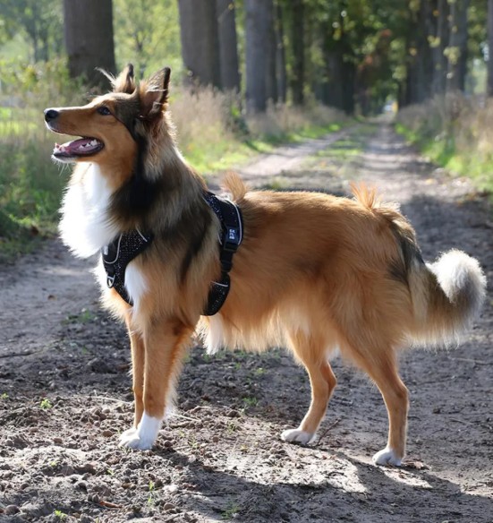 Корректирующая шлейка для собак, эргономичная, чёрный гранит EXPLOR Ultimate Fit Duvoplus