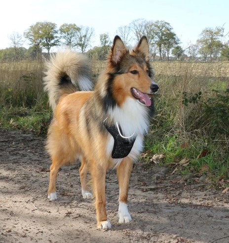 Корректирующая шлейка для собак, эргономичная,...