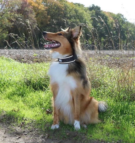 Koera kaelarihm, turvaline, must graniit,...