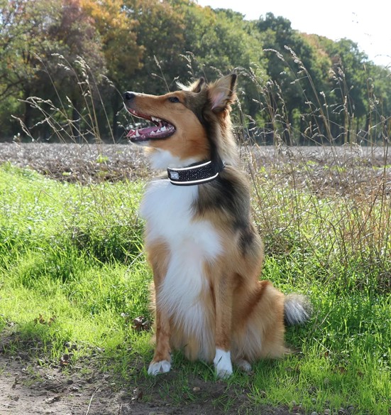 Koera kaelarihm, turvaline, must graniit, EXPLOR Ultimate Fit Control Duvoplus