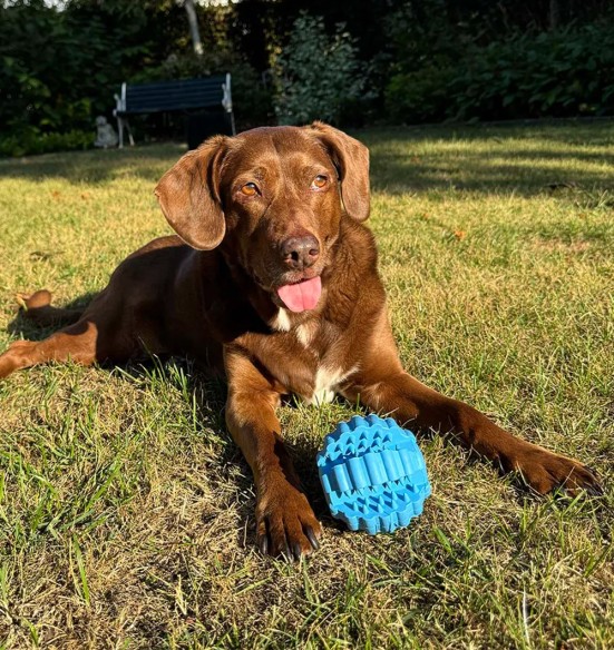 Pезиновый мяч для собак с функцией чистки зубов Ø 9 cm, синий, Griplay (Duvoplus)