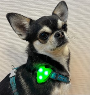 Текстильный ошейник для собак со светодиодной подсветкой, красный (Dogness) – Koerale – Dogness – Valgekihv 2