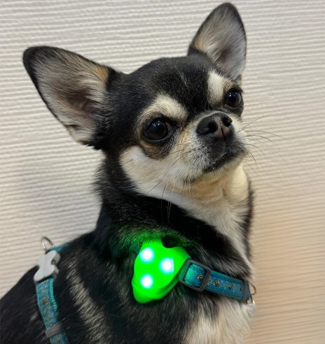 LED-tuleke rihma külge kinnitamiseks,...