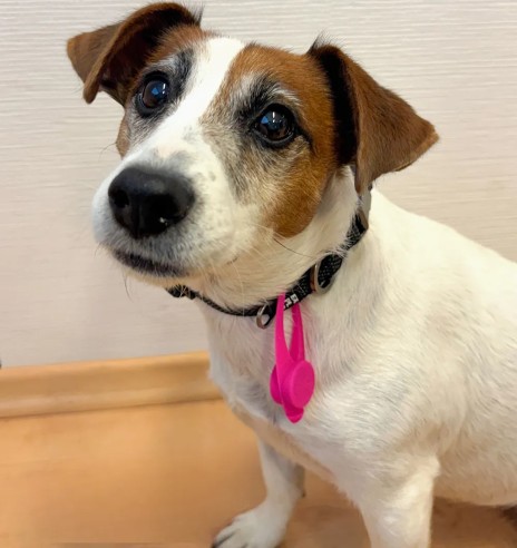 LED-tuleke rihma külge kinnitamiseks,...