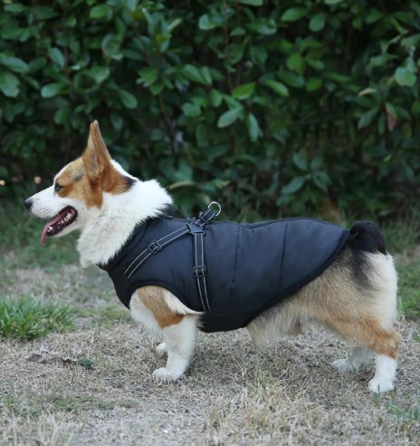 Koera talvejope külgeõmmeldud traksidega,...