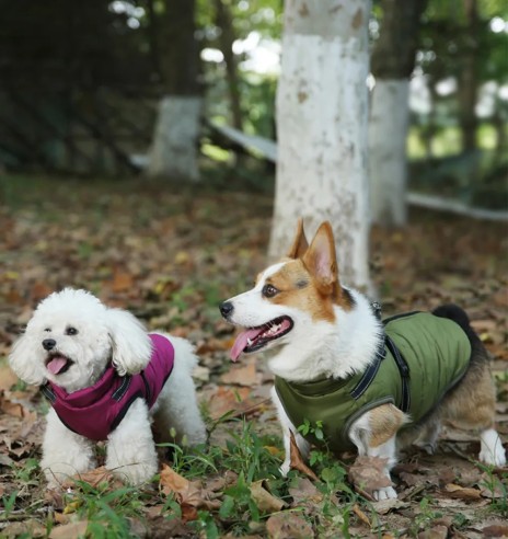 Koera talvejope külgeõmmeldud traksidega,...
