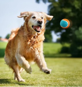 Tennisepallid koertele 3 tk (Pawise)–Tennisepallid–AFP - All For Paws–Valgekihv 2