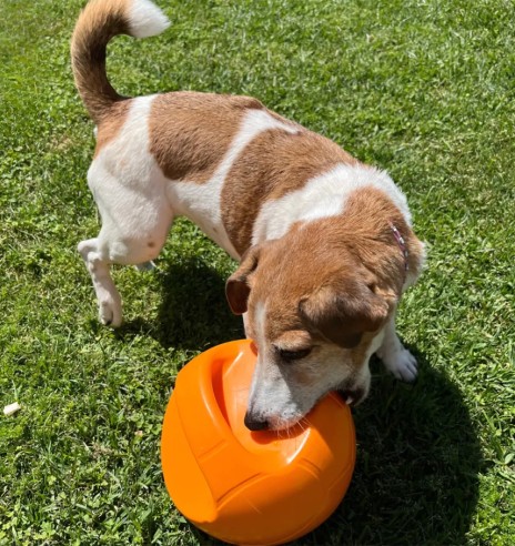 Игрушка для собак, прочный мяч с двумя ручками,...