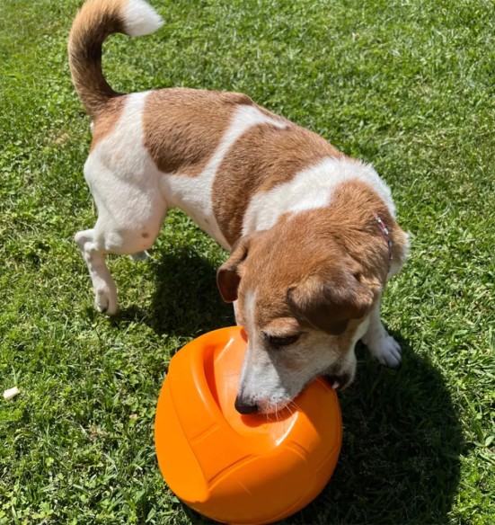 Mänguasi koerale, vastupidav pall kahe sangaga, ø 19 cm, oranž (AFP - Wag! Play)