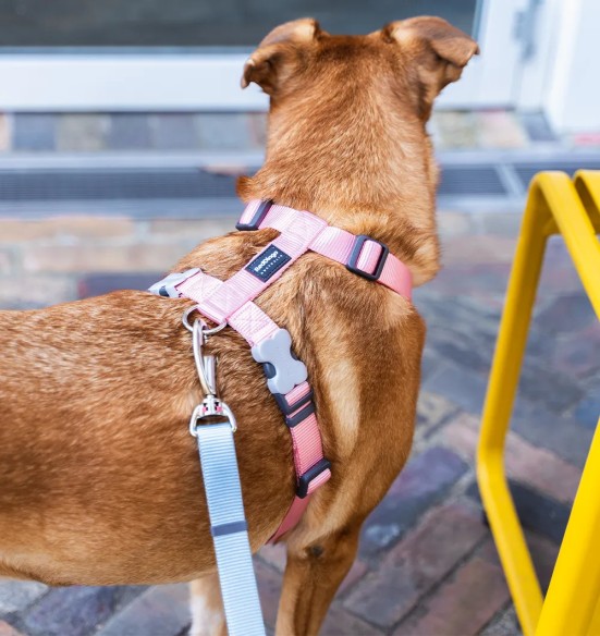 Koera jalutusrihm nailonrihm Classic, 1.1–1.8 m, pastelne roosa (Red Dingo)