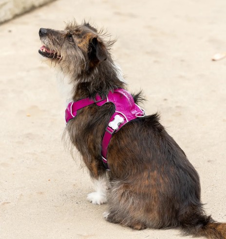 Traksid koerale SPORT, fuksia-lilla (Red Dingo)