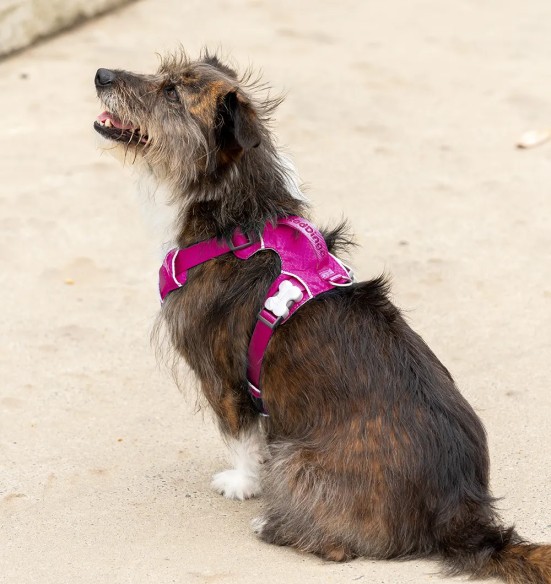 Traksid koerale SPORT, fuksia-lilla (Red Dingo)