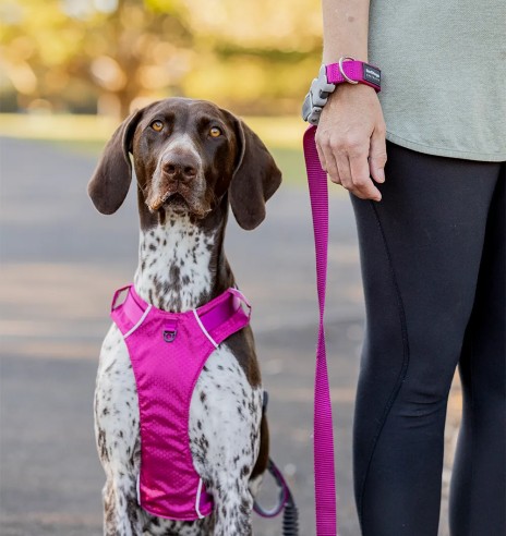 Koera jalutusrihm multifunktsionaalne,...