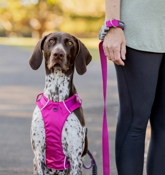 Koera jalutusrihm multifunktsionaalne, anti-shock Running SuperLead, pastelne roheline (Red Dingo)