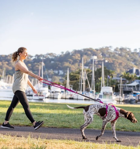 Koera jalutusrihm multifunktsionaalne,...