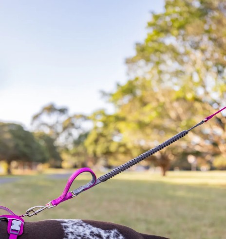 Koera jalutusrihm multifunktsionaalne,...