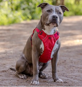 Traksid koerale Padded Step-In, pastelne roheline (Red... 2