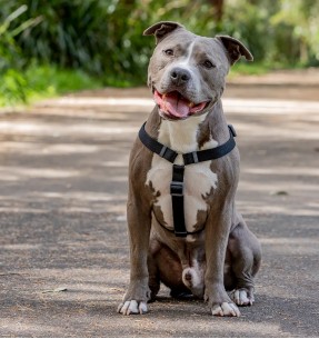 Шлейка для собак Step-In, ярко-персиковая (Red Dingo) 2