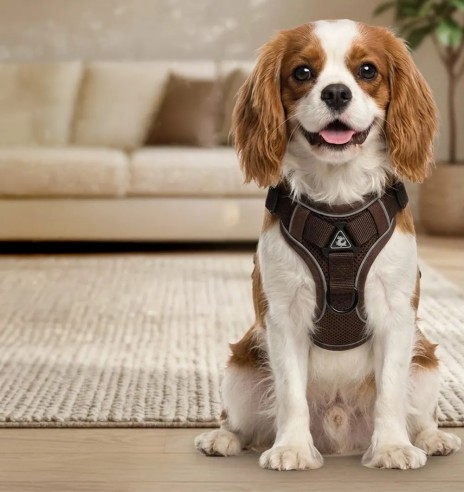 Шлейка для собак с поводком, кофейно-коричневая...