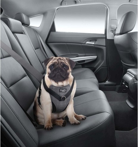 Traksid koerale turvaliseks autosõiduks ja jalutamiseks (AFP - Travel Dog)