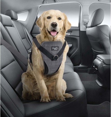 Traksid koerale turvaliseks autosõiduks ja jalutamiseks (AFP - Travel Dog)