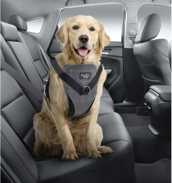 Traksid koerale turvaliseks autosõiduks ja jalutamiseks (AFP - Travel Dog)