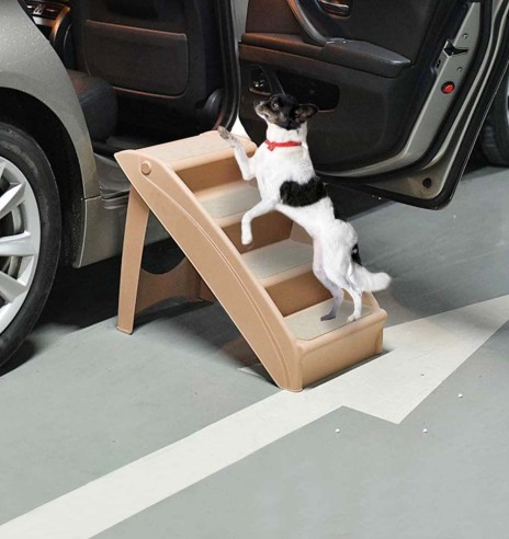 Trepp koerale (AFP - Pawise)